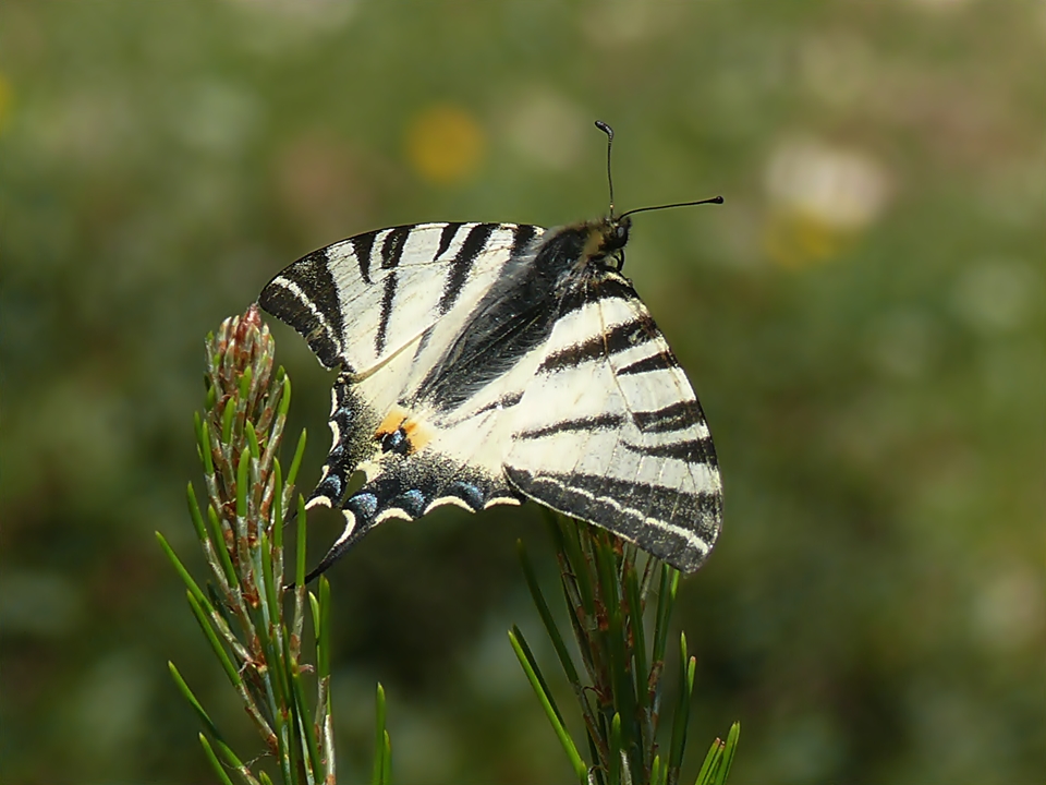 Segelfalter (Iphiclides podalirius)