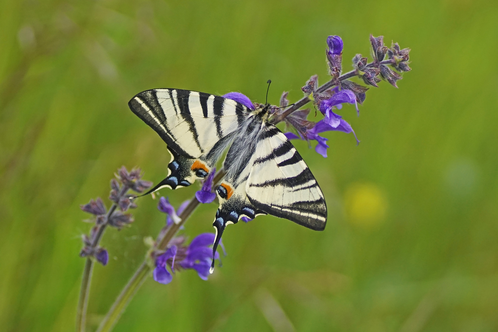 Segelfalter (Iphiclides podalirius)