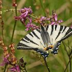 Segelfalter (Iphiclides podalirius)