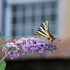 Segelfalter [Iphiclides podalirius]