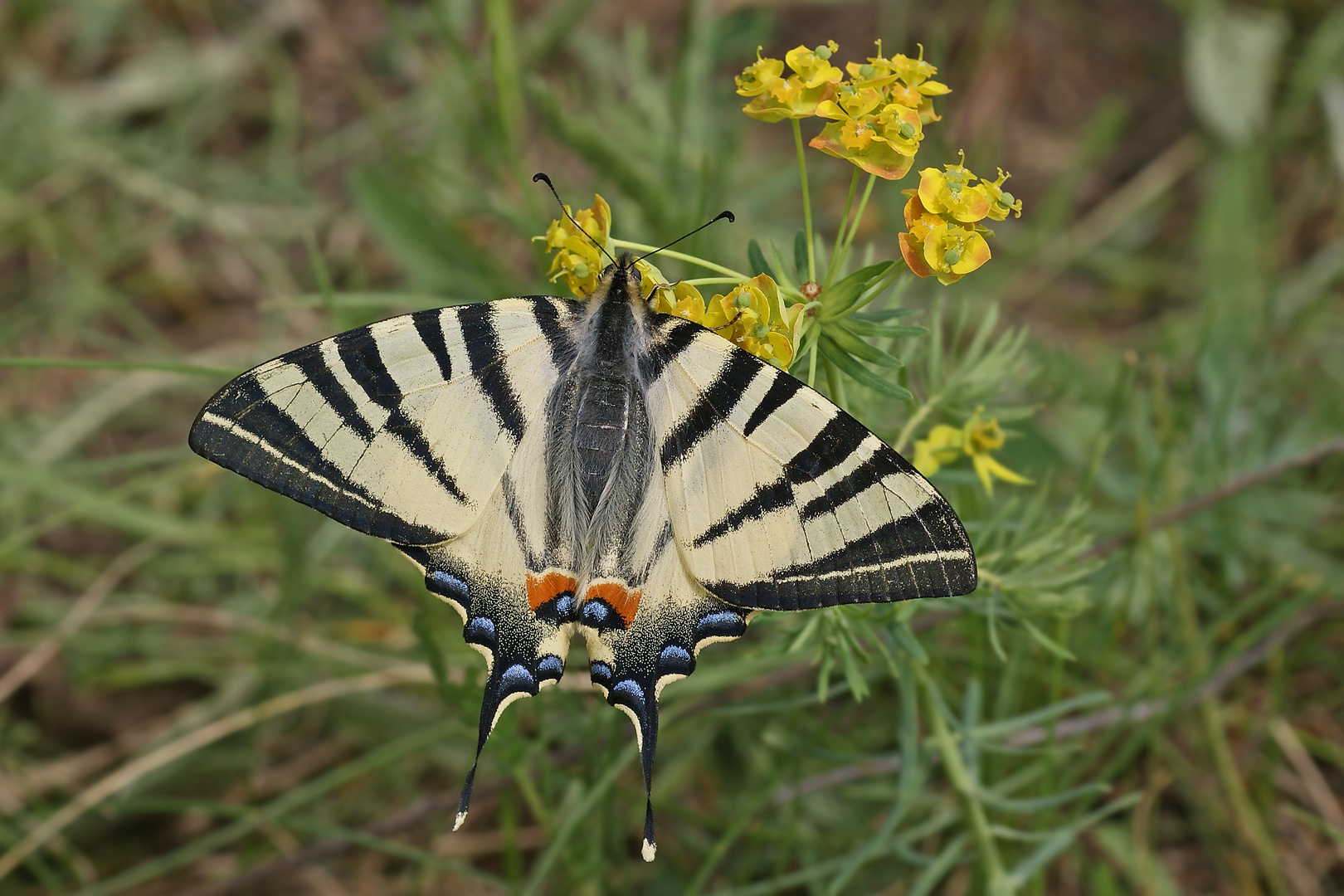 Segelfalter (Iphiclides podalirius)