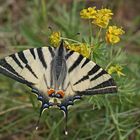 Segelfalter (Iphiclides podalirius)