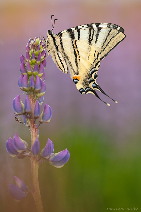 Segelfalter (Iphiclides podalirius)