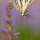 Segelfalter (Iphiclides podalirius)