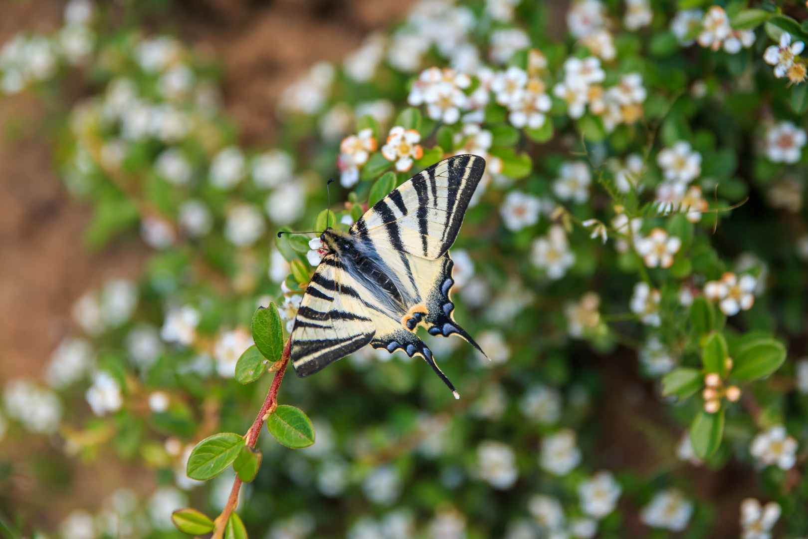 Segelfalter, Iphiclides podalirius