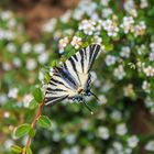 Segelfalter, Iphiclides podalirius