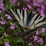 Segelfalter (Iphiclides podalirius)