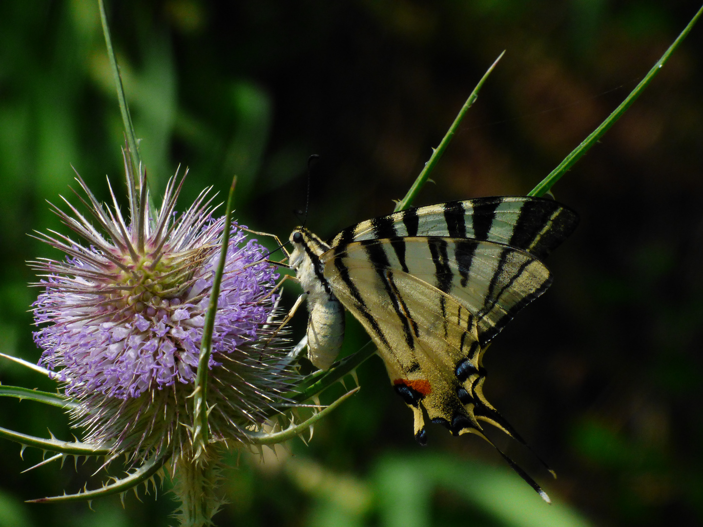 Segelfalter (Iphiclides podalirius)