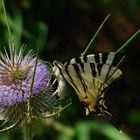 Segelfalter (Iphiclides podalirius)