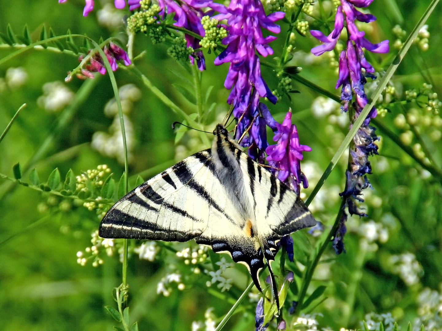 Segelfalter (Iphiclides podalirius)....