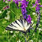 Segelfalter (Iphiclides podalirius)....