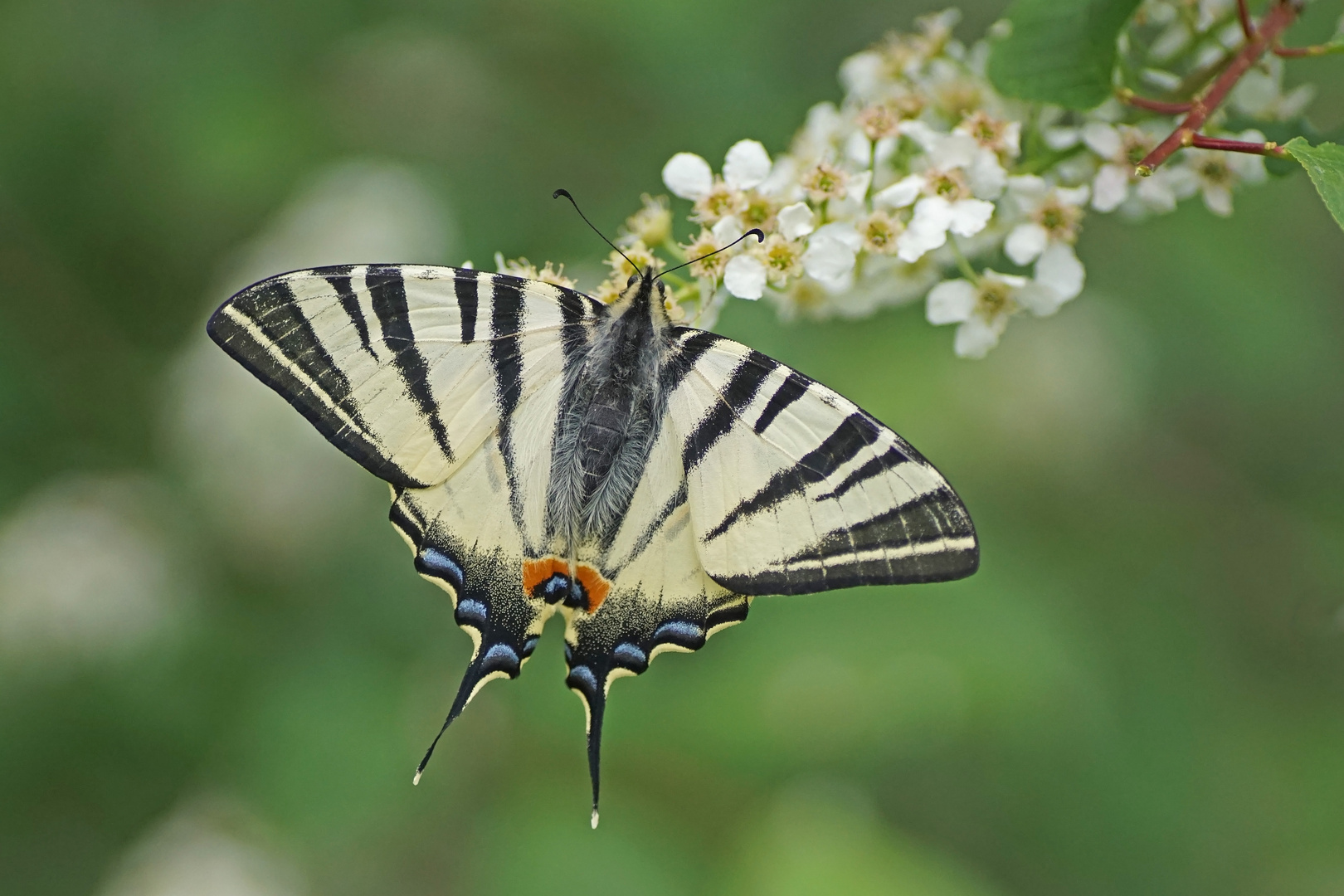 Segelfalter (Iphiclides podalirius)