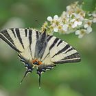 Segelfalter (Iphiclides podalirius)