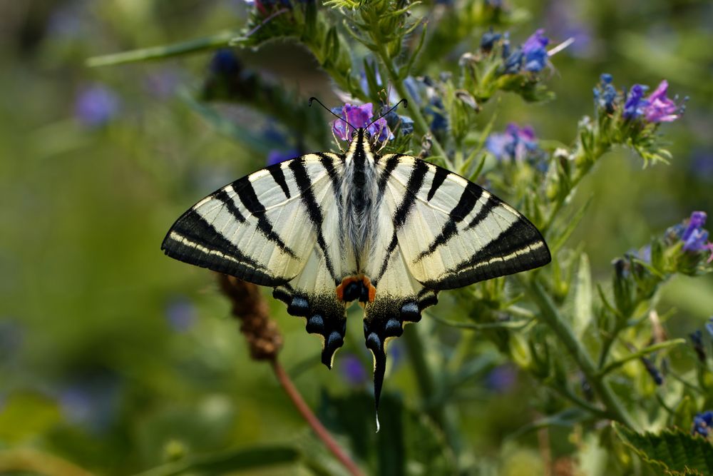 Segelfalter (Iphiclides podalirius)