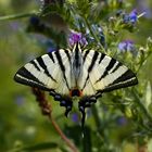 Segelfalter (Iphiclides podalirius)