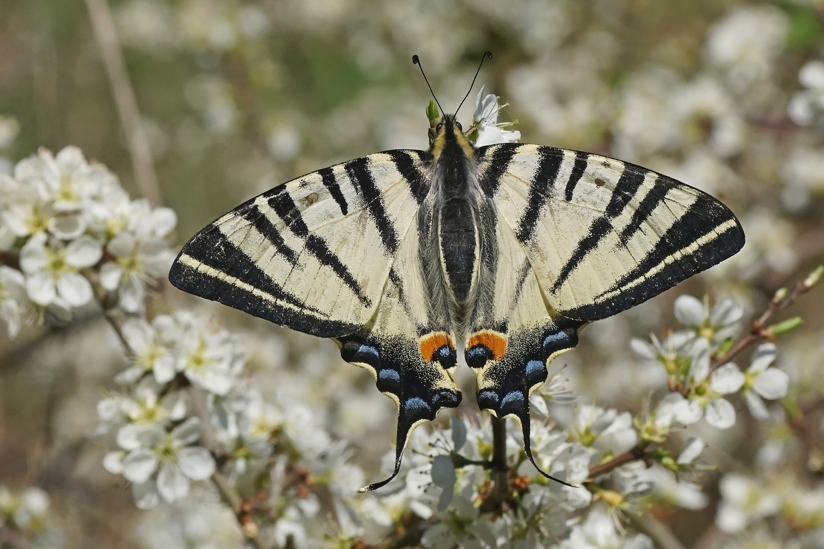 Segelfalter (Iphiclides podalirius)