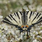 Segelfalter (Iphiclides podalirius)