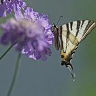 Segelfalter (Iphiclides podalirius)