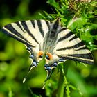 Segelfalter (Iphiclides podalirius)