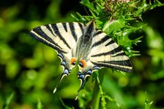 Segelfalter (Iphiclides podalirius)