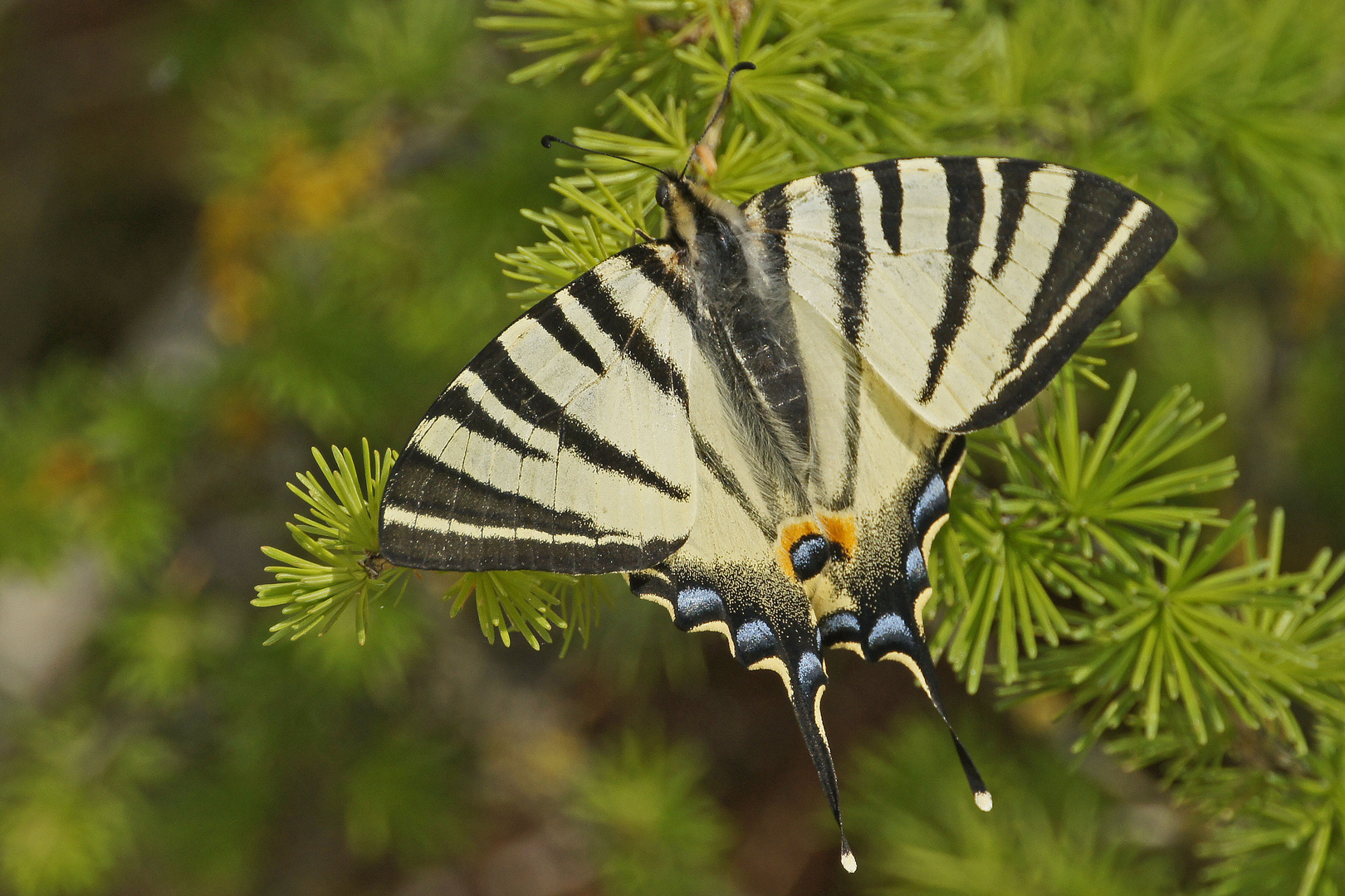 Segelfalter (Iphiclides podalirius)