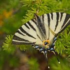 Segelfalter (Iphiclides podalirius)