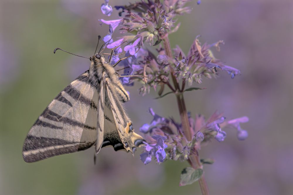  Segelfalter (Iphiclides podalirius)