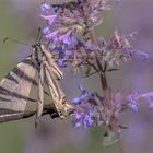  Segelfalter (Iphiclides podalirius)