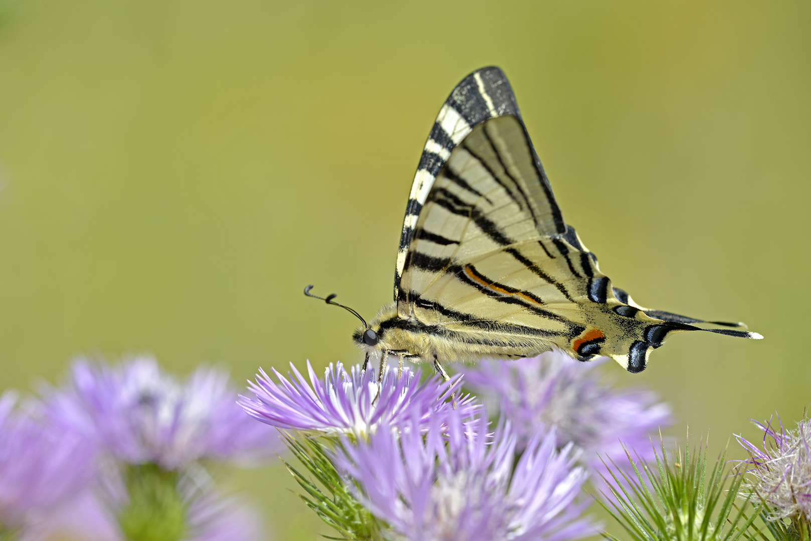 Segelfalter (Iphiclides podalirius)