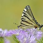 Segelfalter (Iphiclides podalirius)