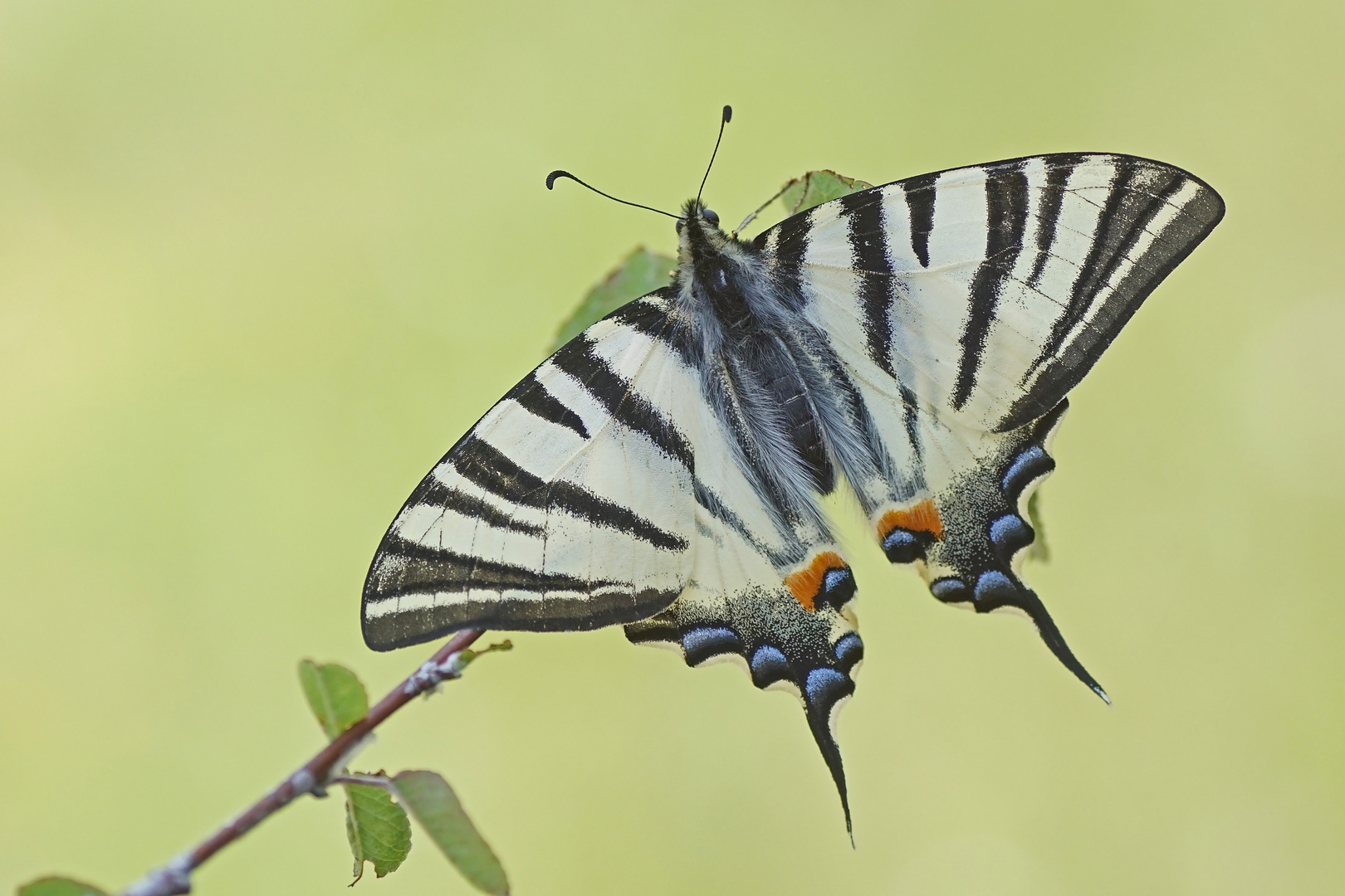 Segelfalter (Iphiclides podalirius)