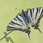 Segelfalter (Iphiclides podalirius)