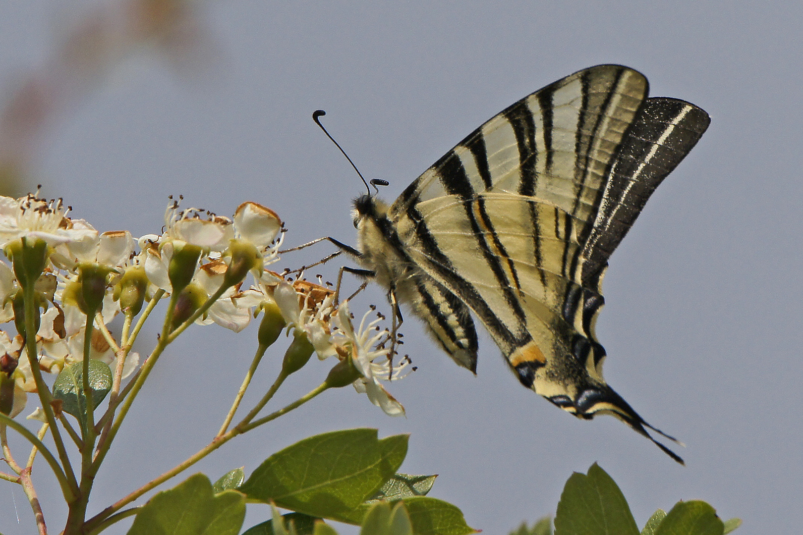 Segelfalter (Iphiclides podalirius)