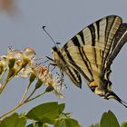 Segelfalter (Iphiclides podalirius)