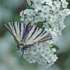 Segelfalter (Iphiclides podalirius)