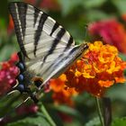 Segelfalter (iphiclides podalirius)