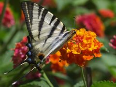 Segelfalter (iphiclides podalirius)