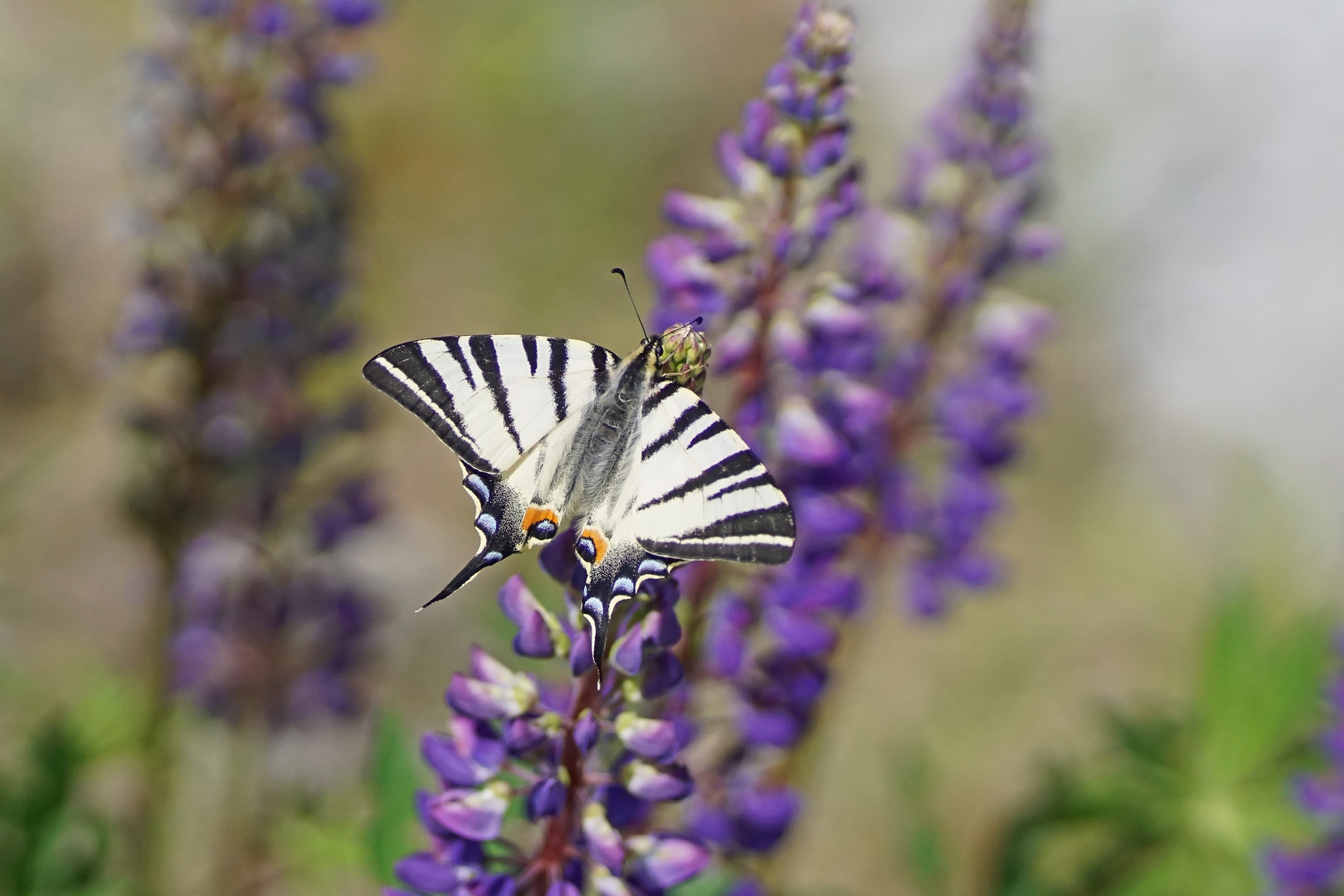 Segelfalter (Iphiclides podalirius)