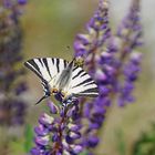 Segelfalter (Iphiclides podalirius)