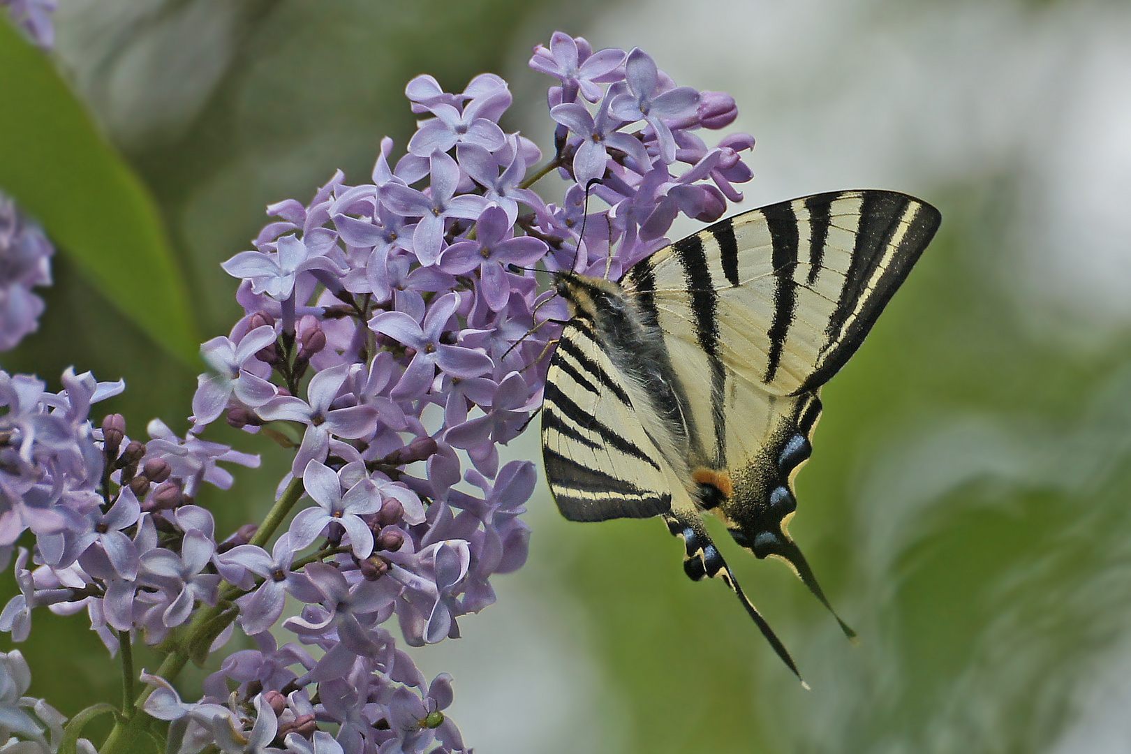 Segelfalter (Iphiclides podalirius) an Flieder saugend