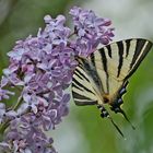 Segelfalter (Iphiclides podalirius) an Flieder saugend