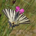 Segelfalter (Iphiclides podalirius) an Karthäuser-Nelke