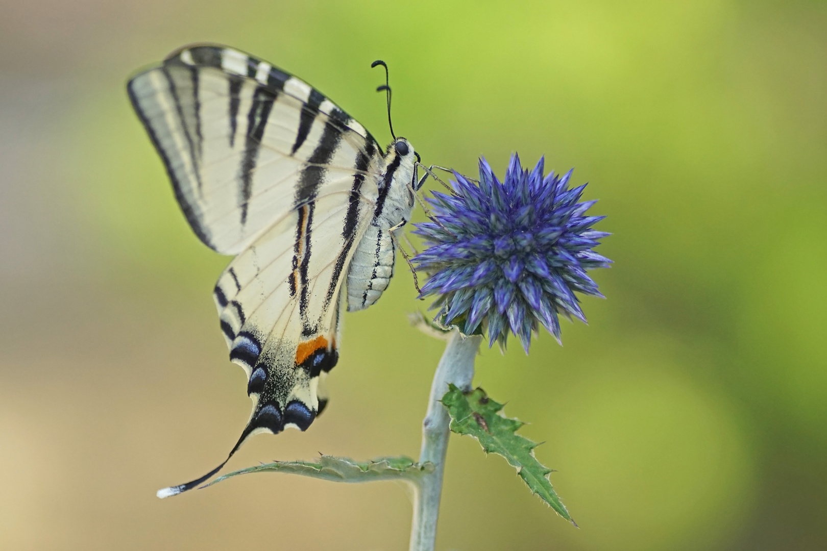 Segelfalter (Iphiclides podalirius) an Kugel-Distel.