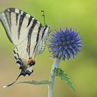 Segelfalter (Iphiclides podalirius) an Kugel-Distel.