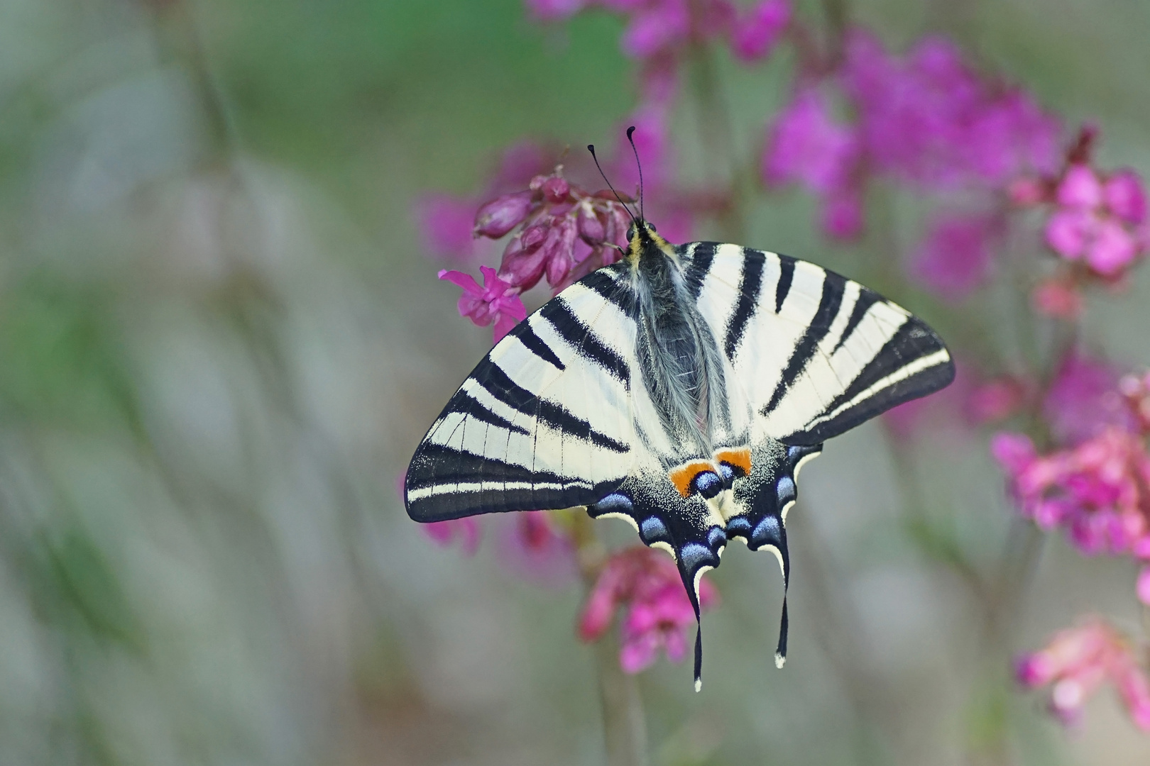 Segelfalter (Iphiclides podalirius) an Pech-Nelke