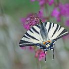 Segelfalter (Iphiclides podalirius) an Pech-Nelke