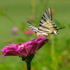 Segelfalter (Iphiclides podalirius)