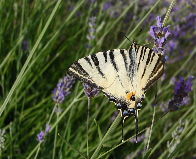 Segelfalter (Iphiclides podalirius)