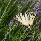 Segelfalter (Iphiclides podalirius)