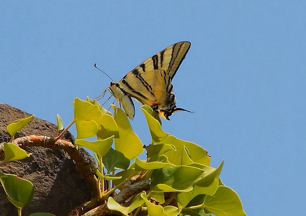 Segelfalter (Iphiclides podalirius)